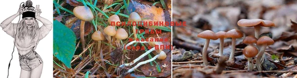 не бодяженный Бородино